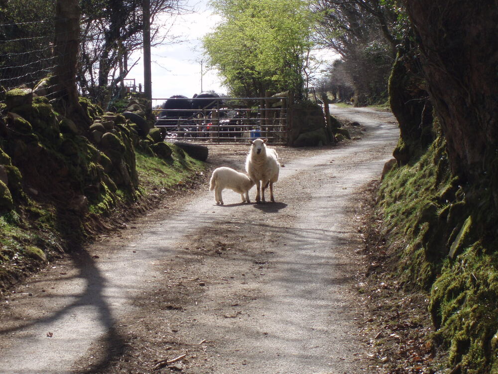 A Pembrokeshire traffic obstacle