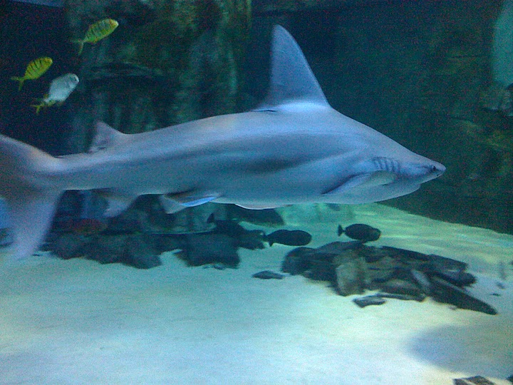 A shark in the big tank in the London Aquarium