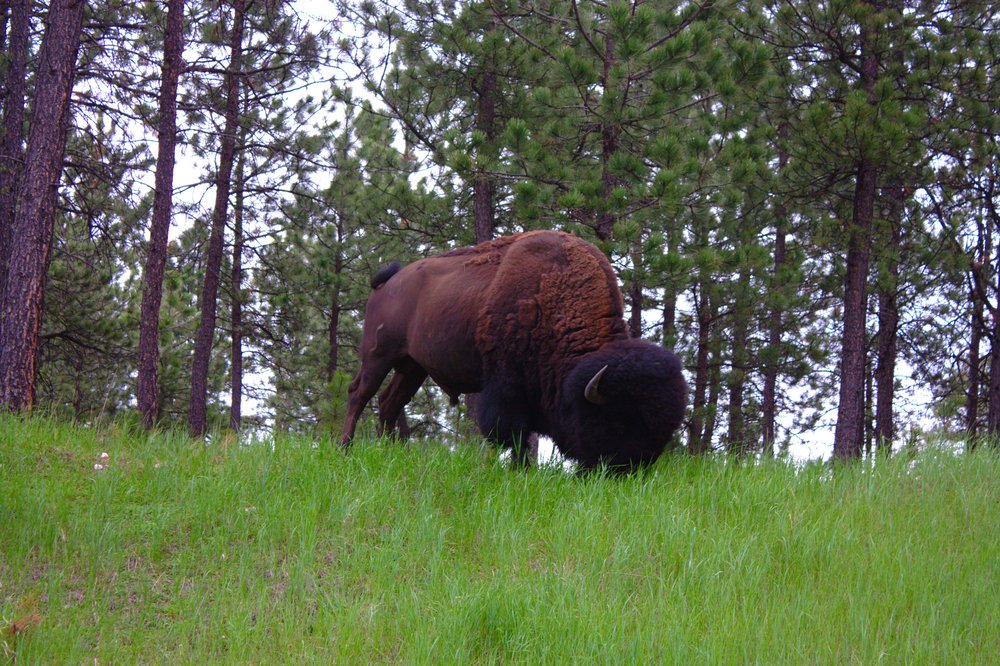 Bison