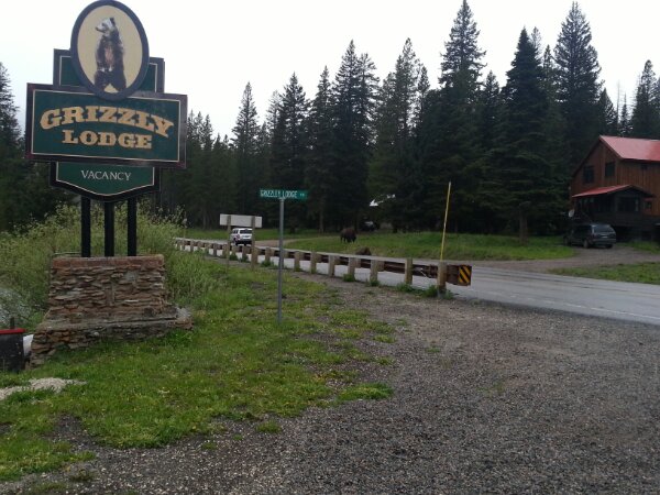 Buffalo roaming outside my accommodation, Grizzly Lodge, Silver Gate