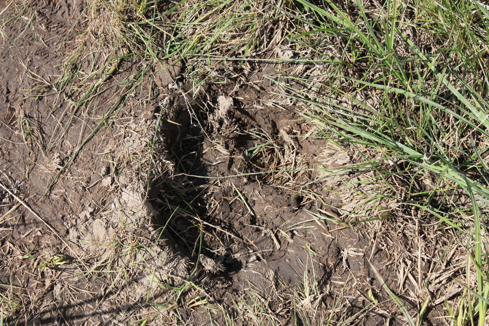 Bear footprint
