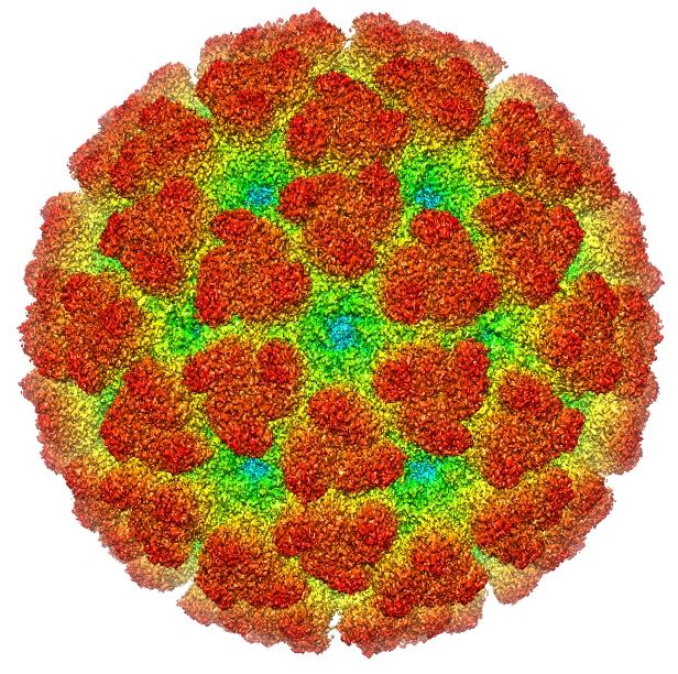 The Chikungunya virus / Sun, Siyang et al., 2013