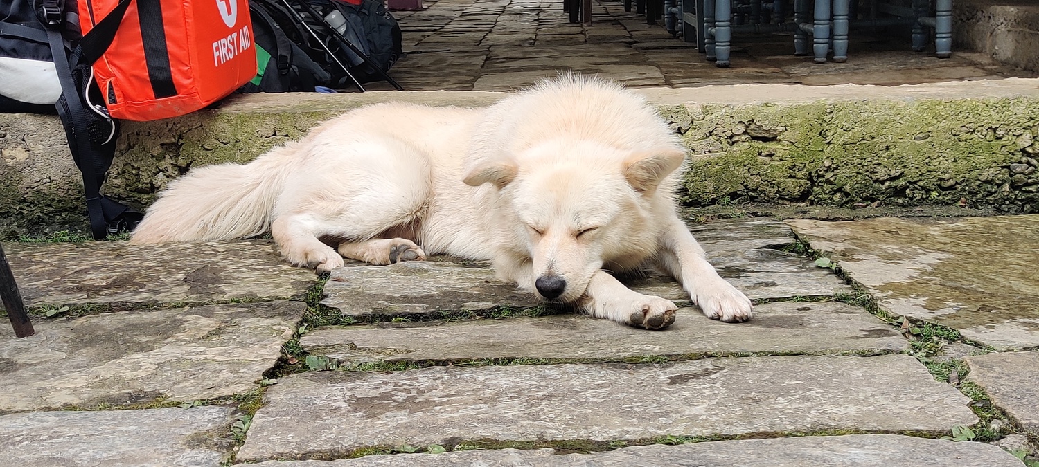 One of the many dogs we would see on the trek