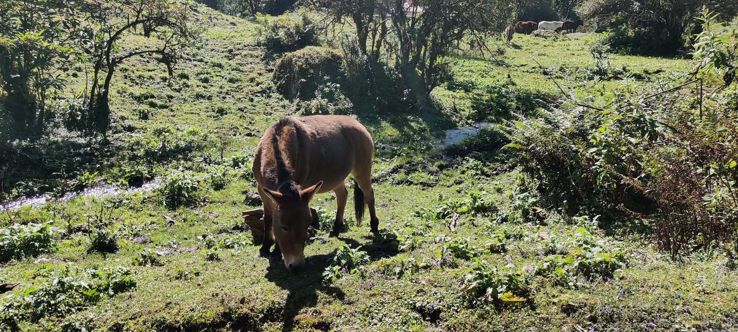 The actual work-horse of the Himalayas