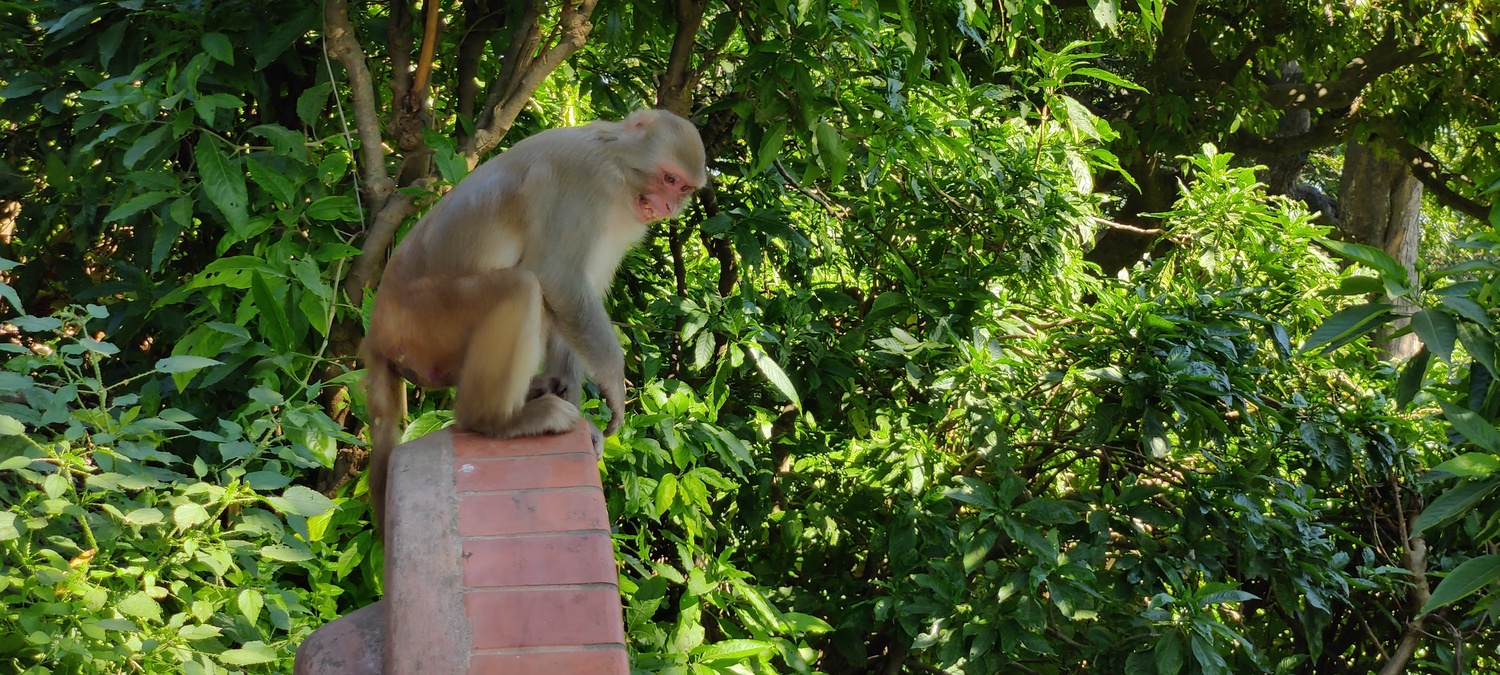 Swayambhu (Monkey temple)